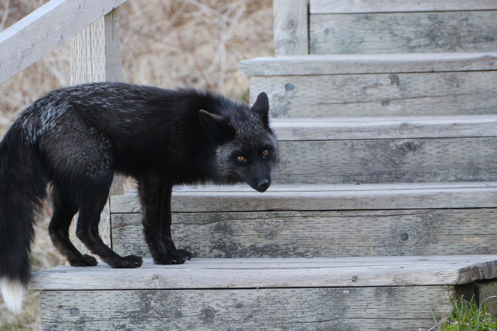 A black fox stands on a wooden staircase on a walking trail, peering back at the photographer as if assessing his possible value as a source of protein.