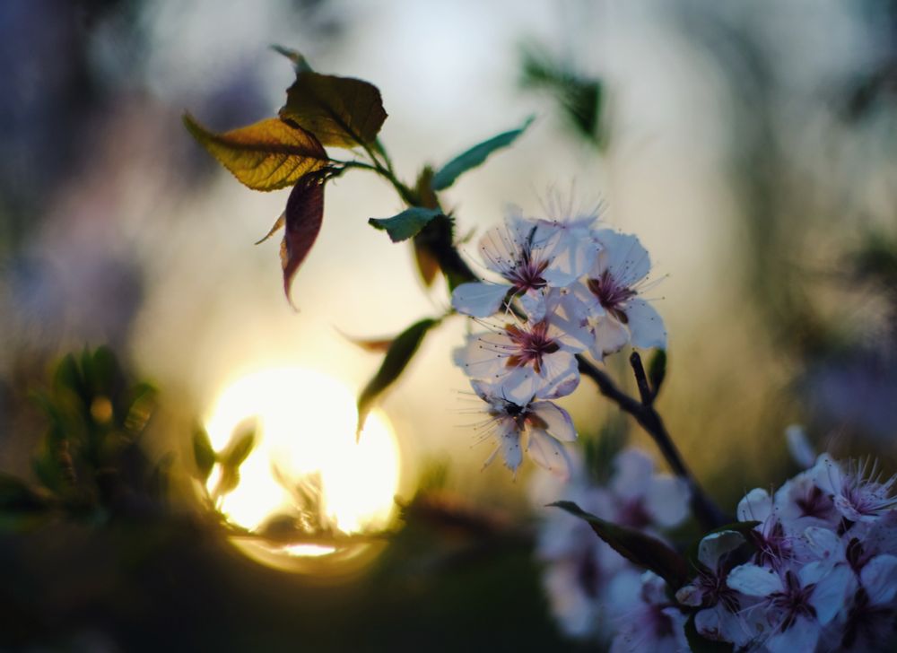 A branch full of tree blossoms, with delicate colours backlit by a sunset, the sun out of focus in the background.