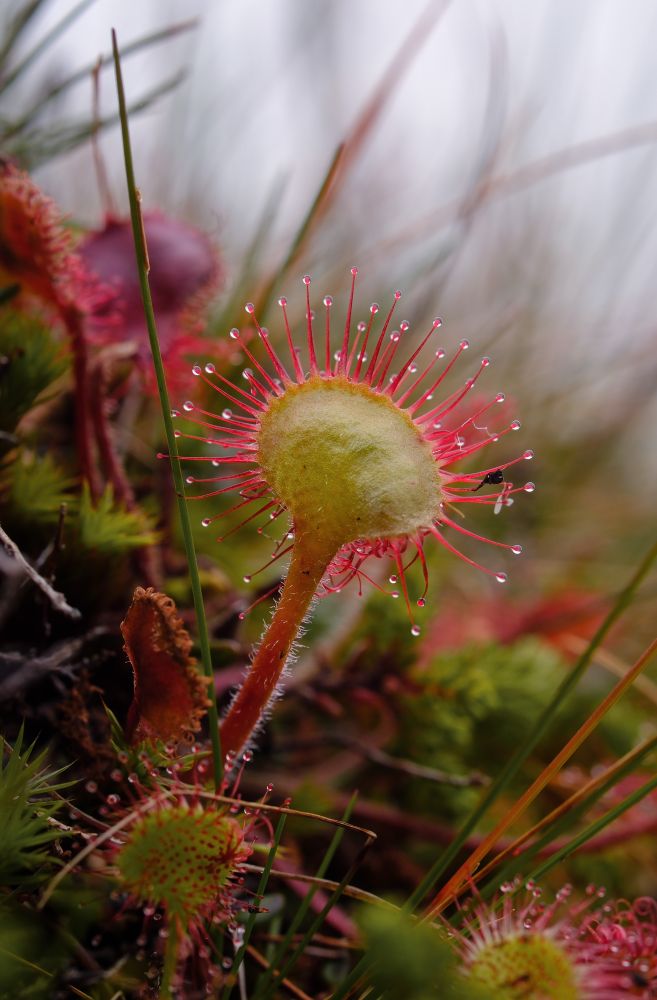 Close-up photo of a sundew plant in Newfoundland. The plant is insectivorous and has a green center with red spines covered in sticky drops which attract and trap small insects. 