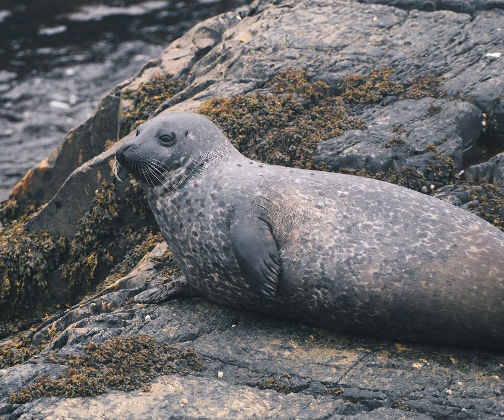 A hefty-looking seal relaxing on a slab of rock by the ocean.