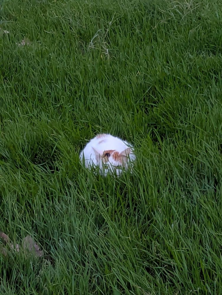 Кот прячется в траве. 
A cat that hides in grass.