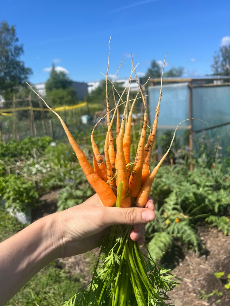 A handful of small carrots, harvested while thinning the row.
