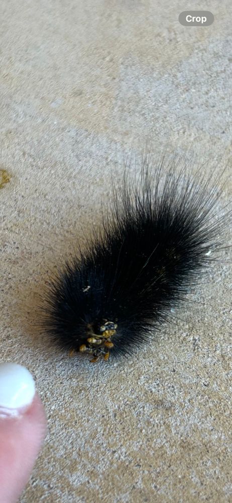 An imagine of a black fuzzy salt marsh caterpillar, with yellow and black spots on his exoskeleton. A persons finger is in front of it to compare for scale.