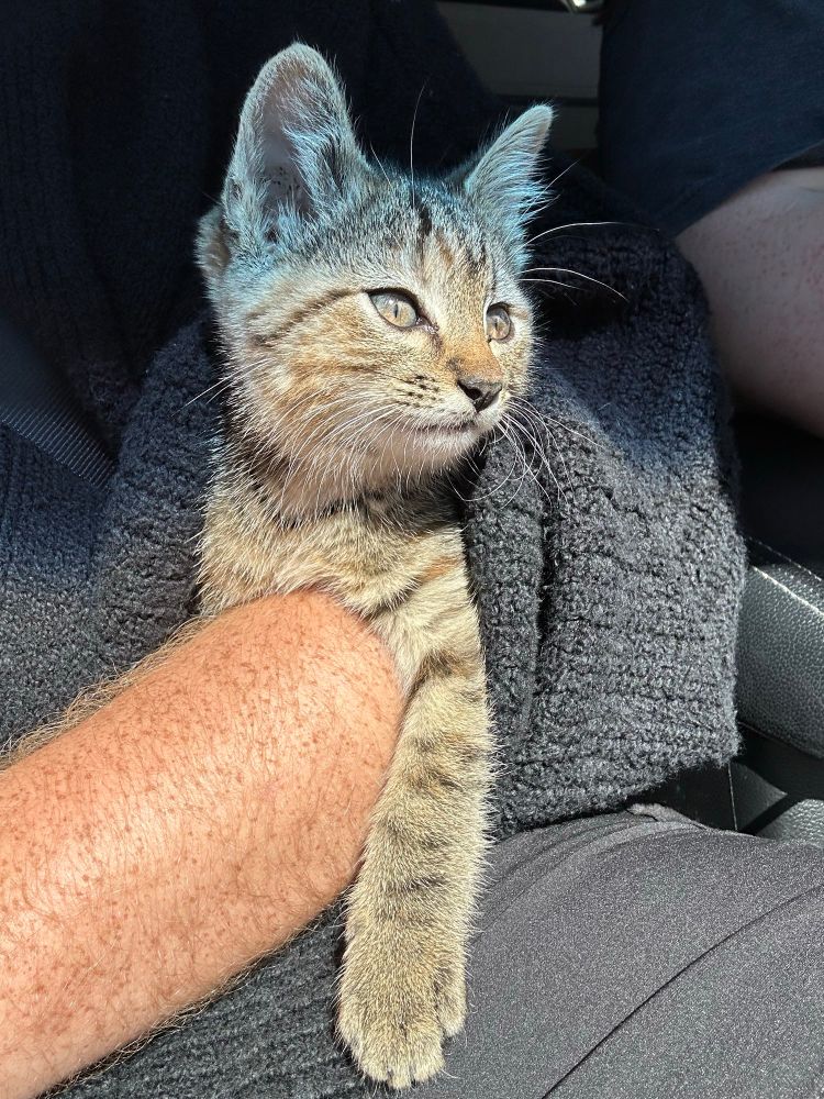 An image of a grayish-auburn kitten laying through the sleeve of a sweater on a persons arm. They appear to be sat in the passenger seat of a car.