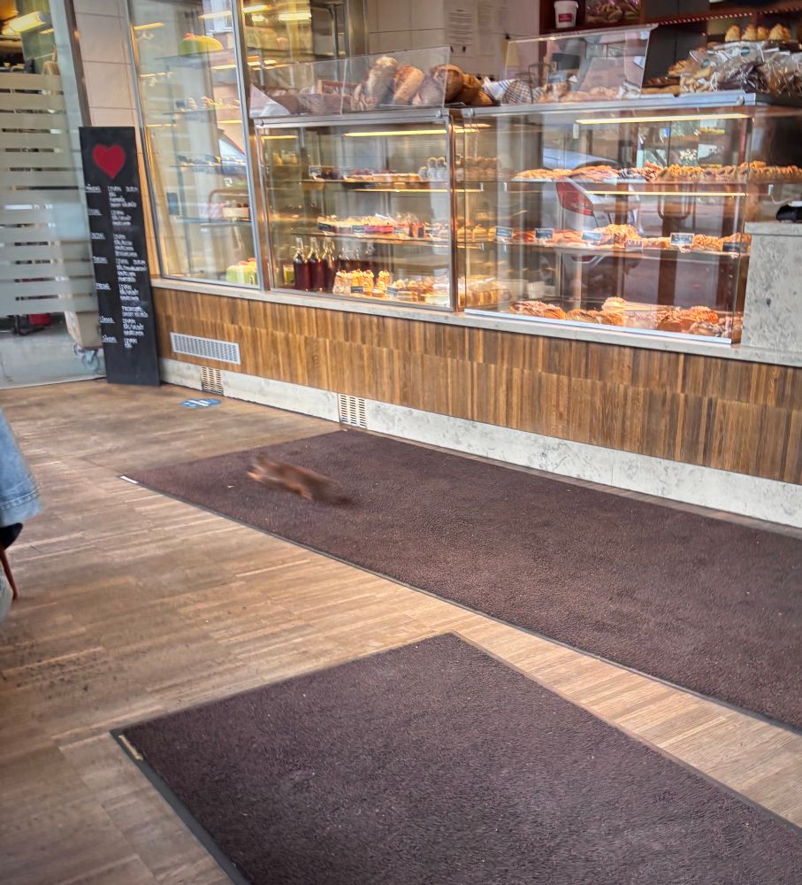 A blurred small brown Nordic squirrel running across the floor of a bakery shop.