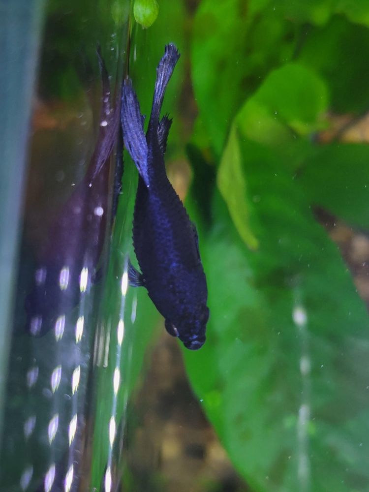 Betta Fish: Thinking of Euthanizing – Case of Dropsy?