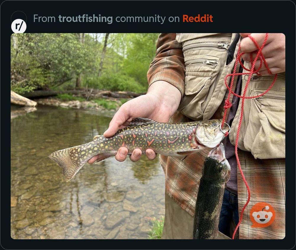 From r/troutfishing – proper handling of an unidentified species?