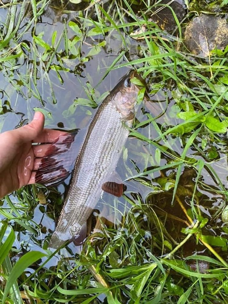 Fly fishing in the baltics