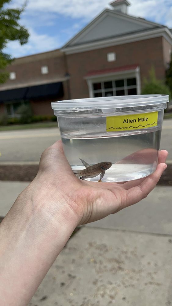 Betta Fish: What about 10 minutes in a clean, heated tank can do for a betta