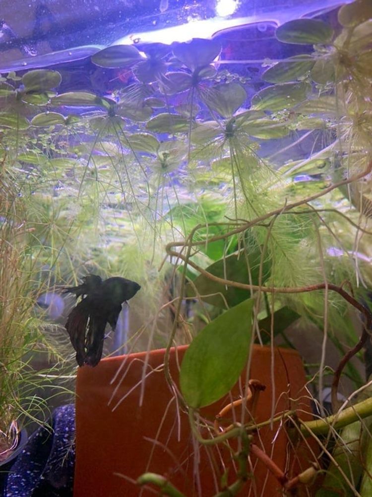 Betta Fish: warlock is building a bubble nest :)