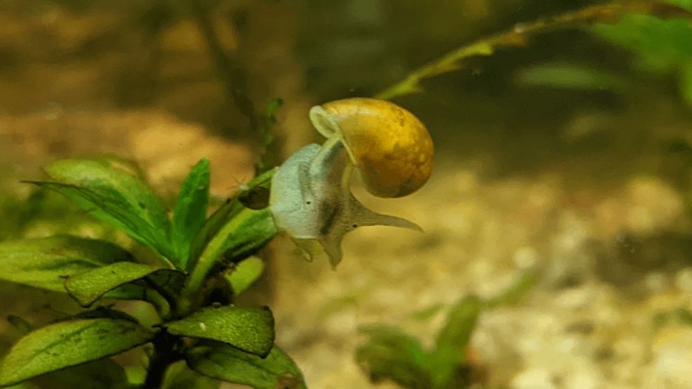 Aquariums: Mug shot of a pond snail.