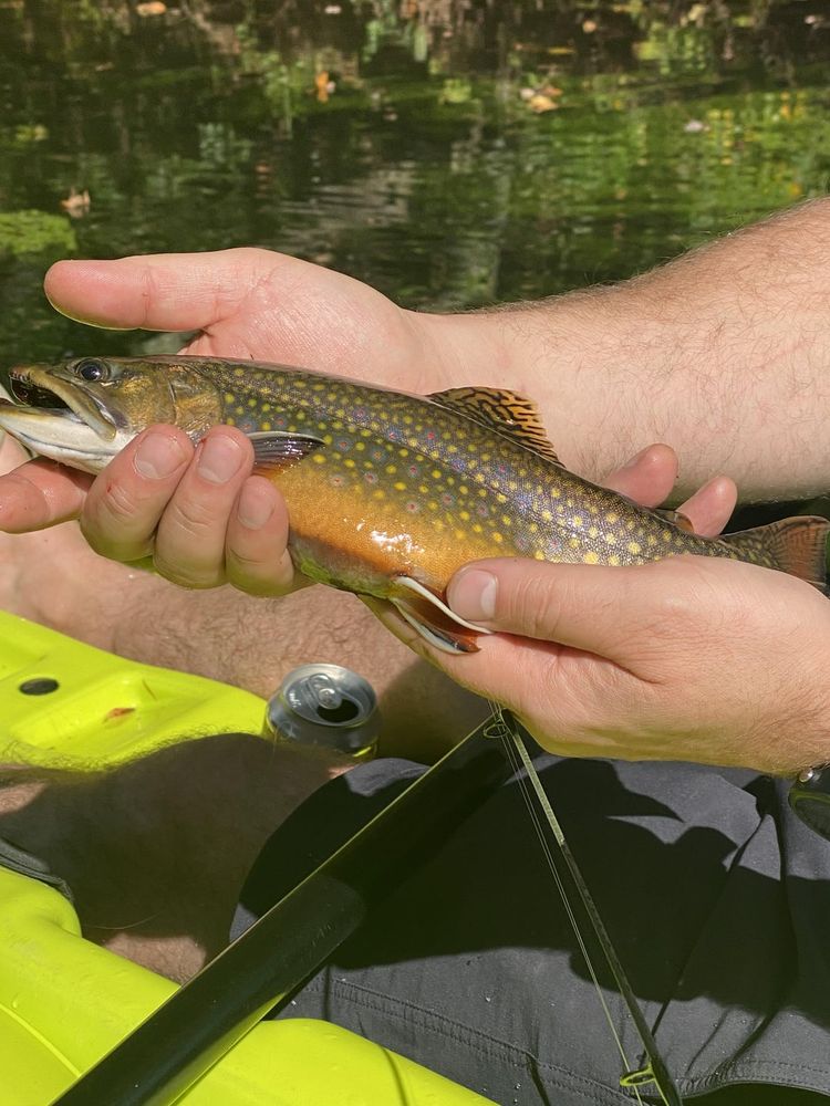 Trout ID