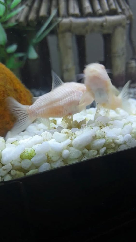 Aquariums: How/when can i tell if my eggs are fertile