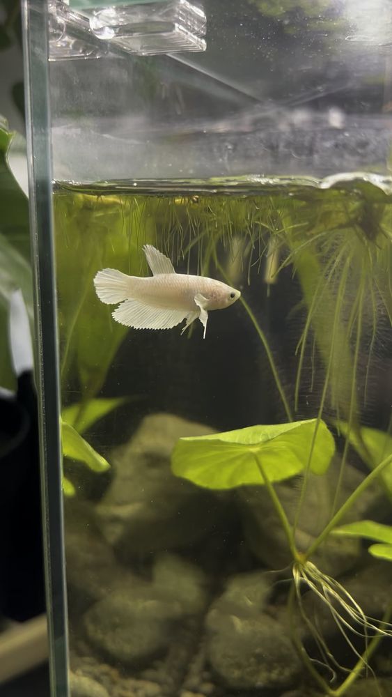 Betta Fish: Why is my betta not moving much?