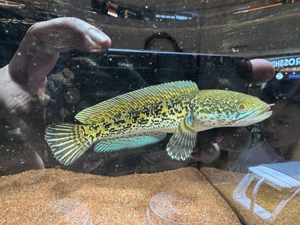 Aquariums: Beauty of a Channa for sale in my local mall today