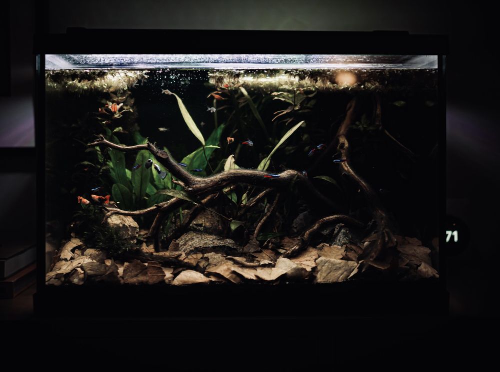 Aquariums: First Tank setup