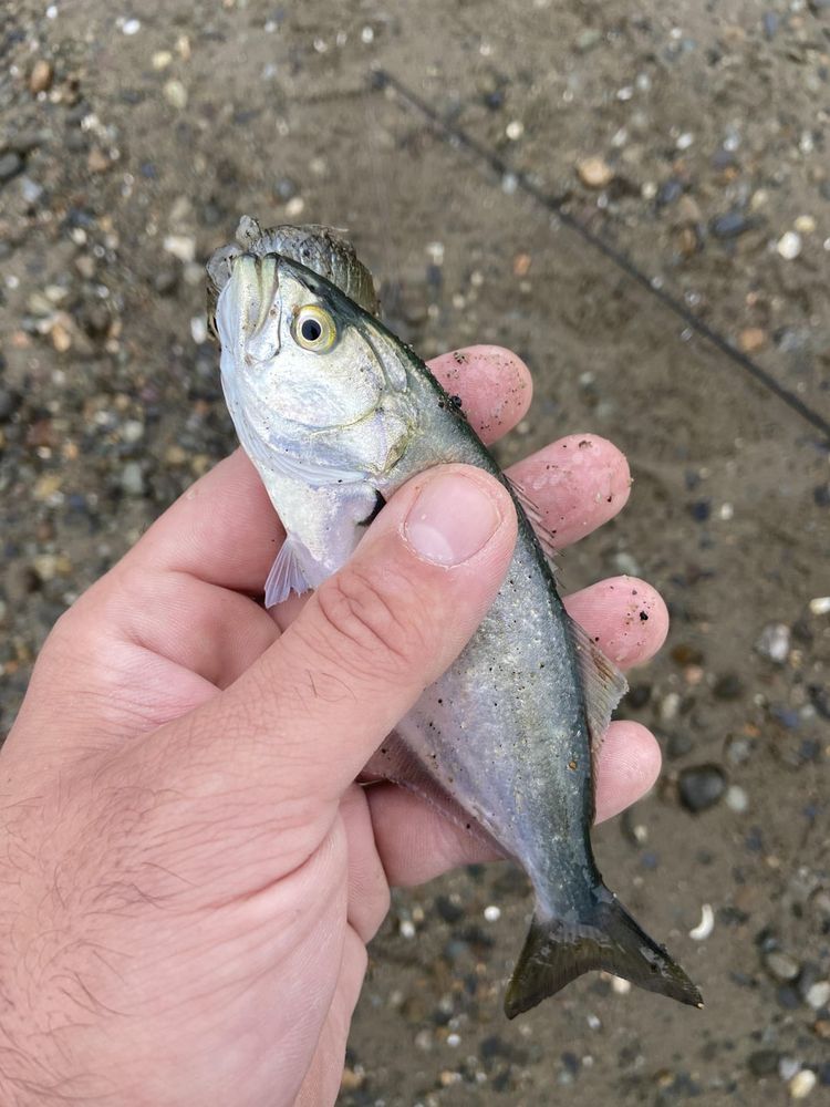 What kind of fish is this?