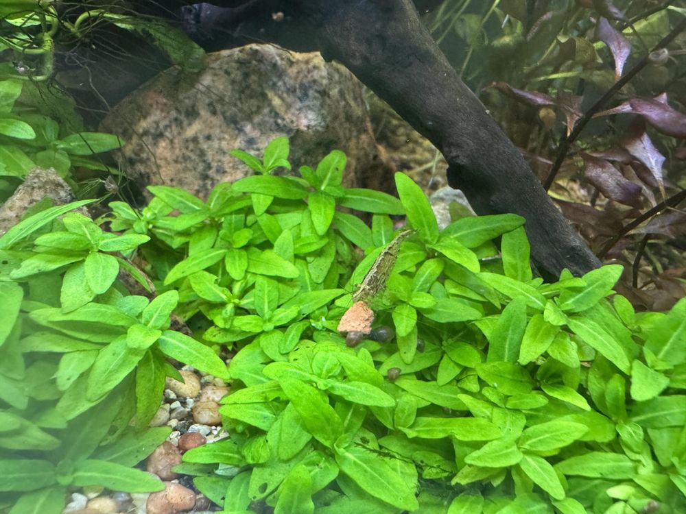 Aquariums: Mystery shrimp