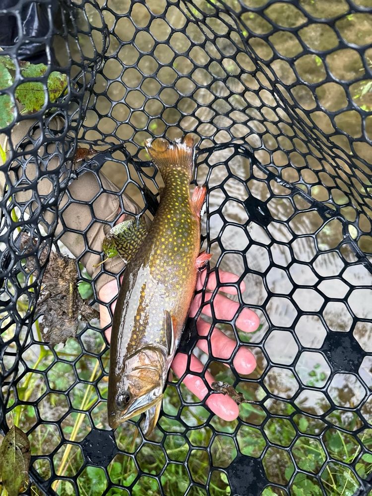 First brook trout – does this count?