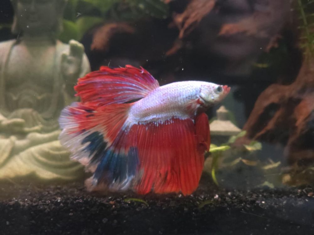 Betta Fish: My pretty boy 🥰