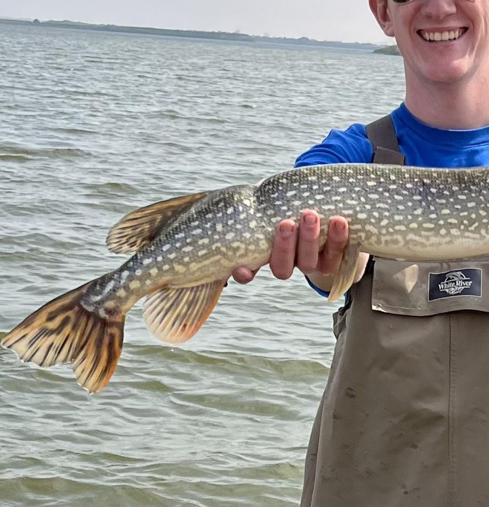 What do you think happened to this pike?