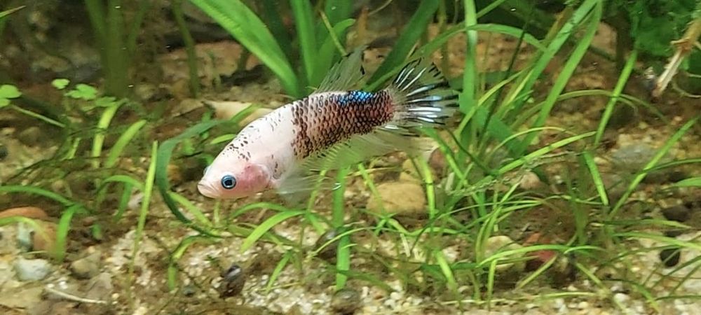 Betta Fish: What should I name my blue eyed boy?