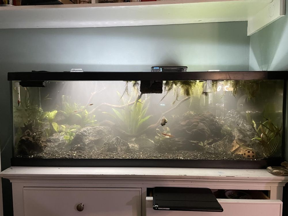 Aquariums: Stocking ideas?