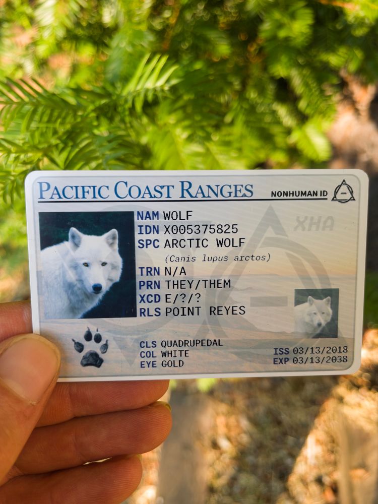 XHA nonhuman ID card. CR80 PVC card with a photograph of an arctic wolf looking at the camera. Background is a Point Reyes sunset; watermarks are the therian theta-delta and holothere sundel.

Issuing wilderness field office is “Pacific Coast Ranges.”

NAM: Wolf
IDN: X005375825
SPC: Arctic wolf (Canis lupus arctos)
TRN: N/A
PRN: They/them
XCD: E/?/?
RLS: Point Reyes

CLS: Quadrupedal
COL: White
Eye: Gold
ISS: 03/13/2018
EXP: 03/13/2038