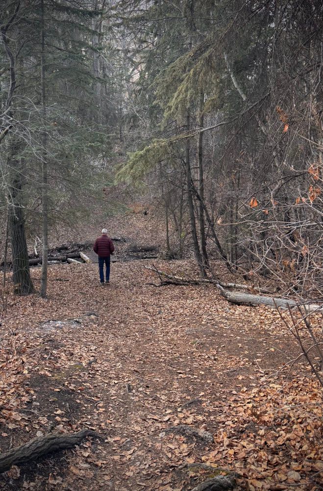 Lone man walking across ravine on dried leaves and barren trees 