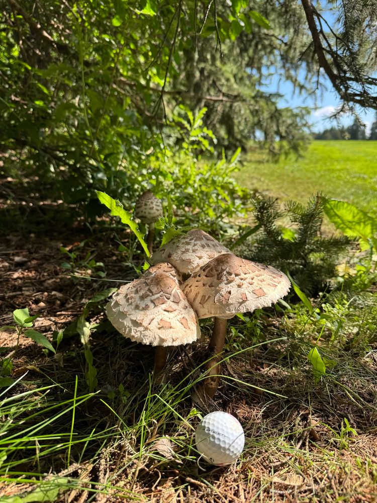 Cluster of 3 mushrooms under the trees with golfball in foreground 