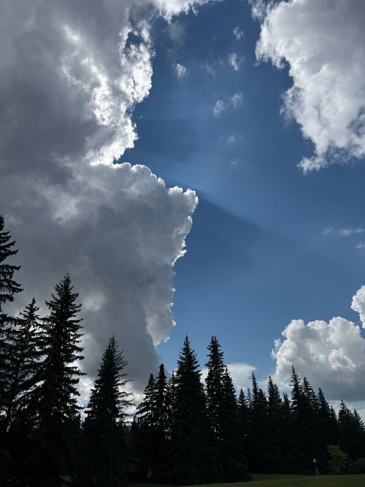 Cloud over trees