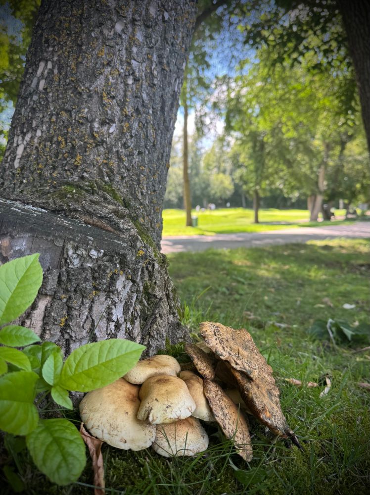 Cluster of mushrooms at base of tree