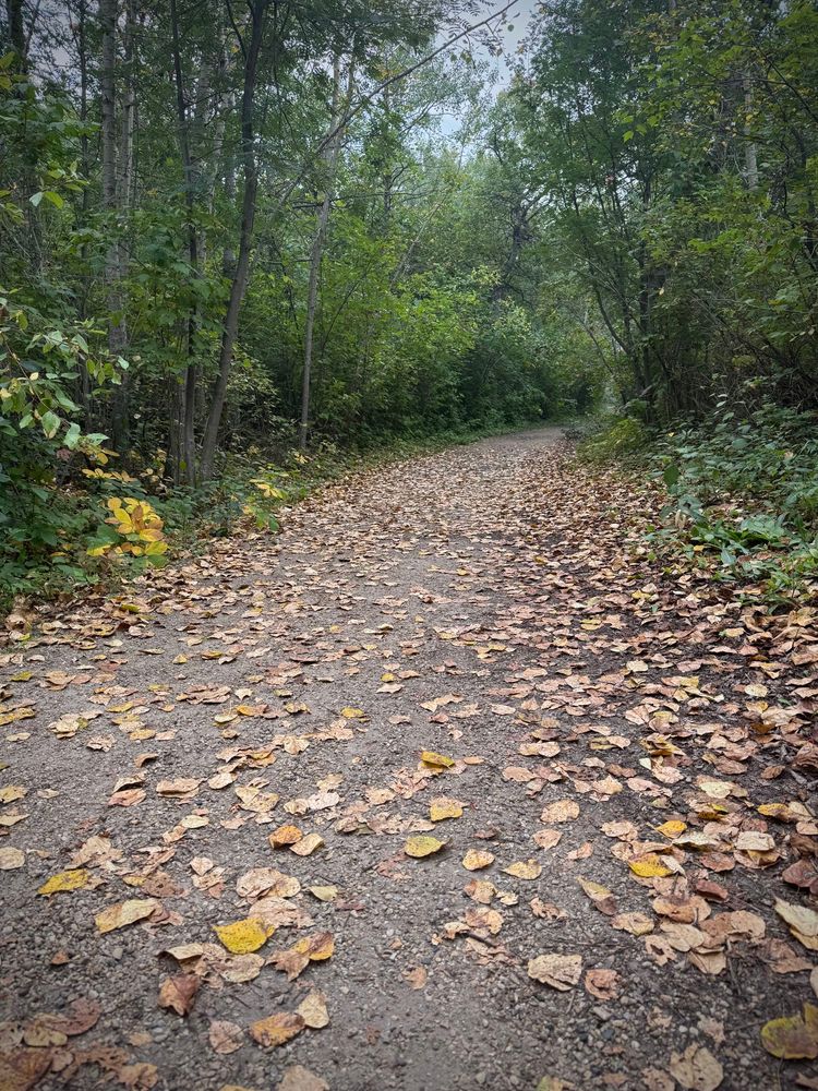 Leaves blanketing path