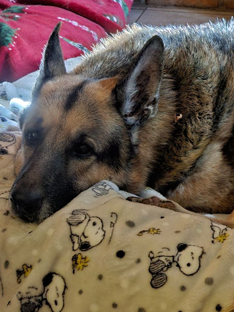 German Shepherd on a Snoopy blanket