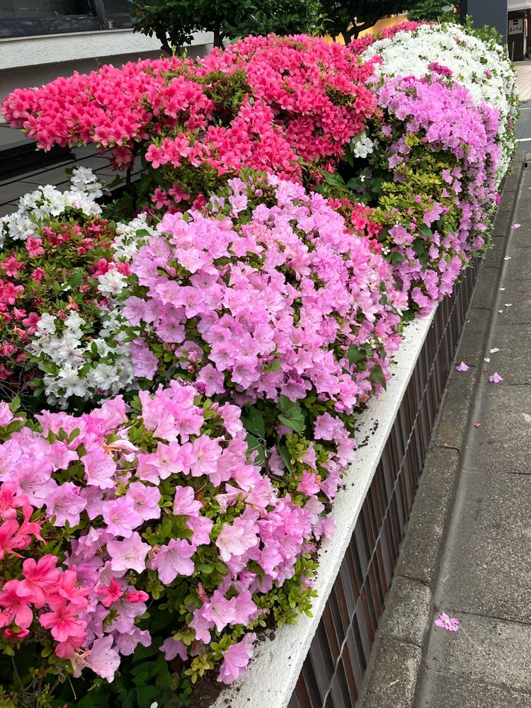 ピンクと赤と白のツツジ