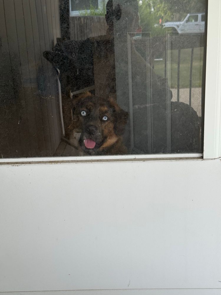 My pup, Freya, with her tongue hanging out, looking outside our front door while I sit on the porch