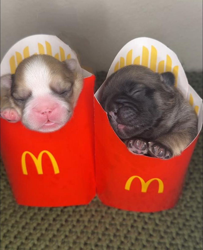 Ash and Maple (French bulldogs) in fry holders 