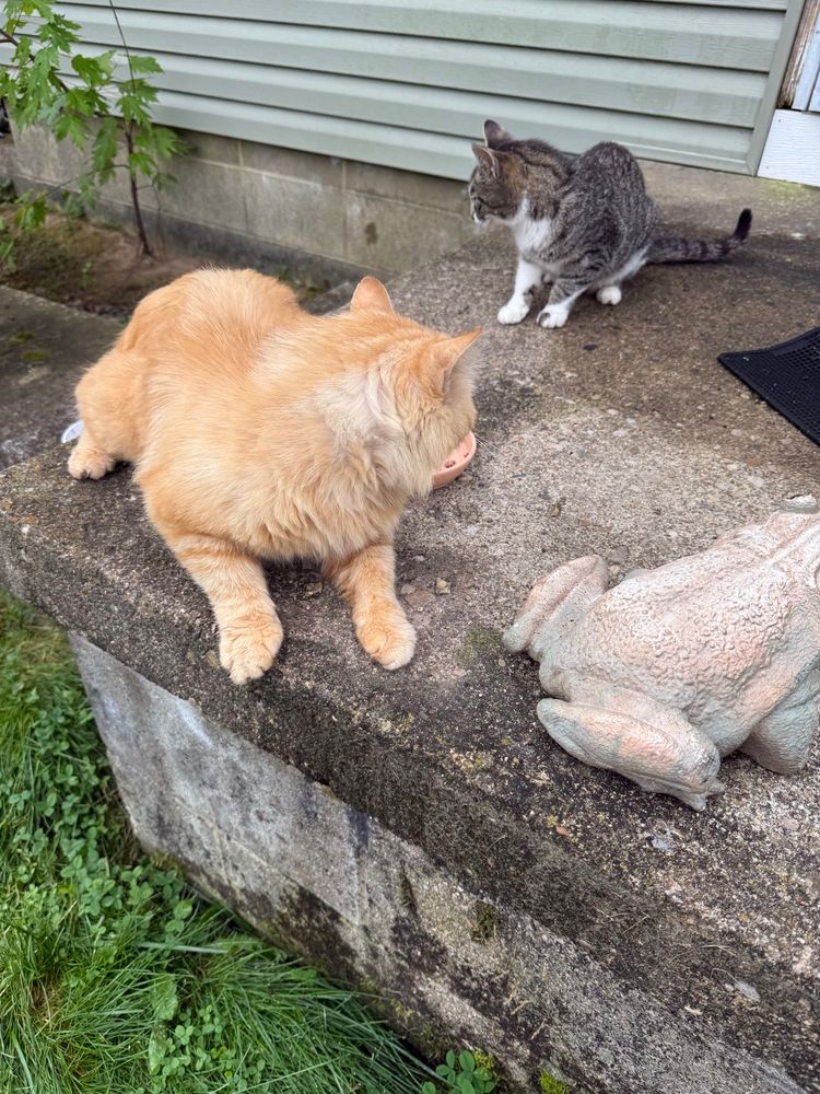 A large orange fluffy cat is in the foreground with his back turned to the camera because he is keeping the very small tabby cat in the background away from “his” food bowl