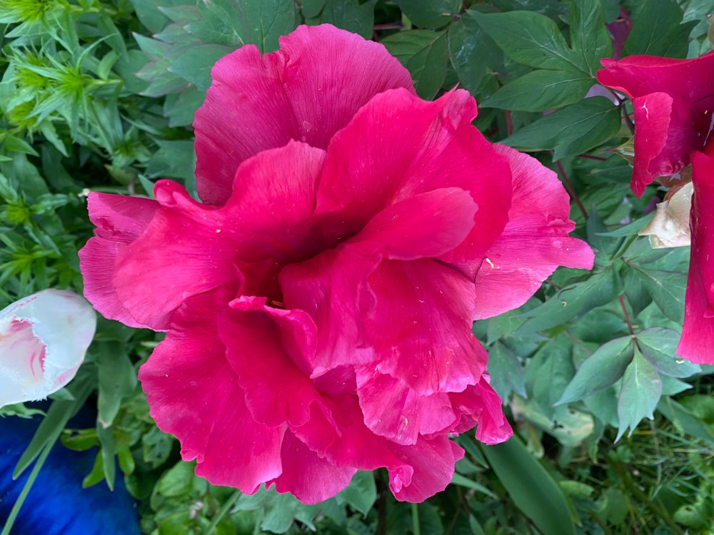 Comment image