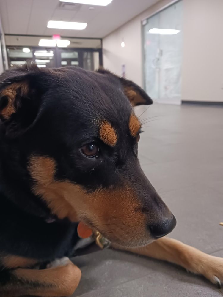A black and brown mutt dog lying on a grey tile floor. The dog's name is Agnes and she is the best dog ever.