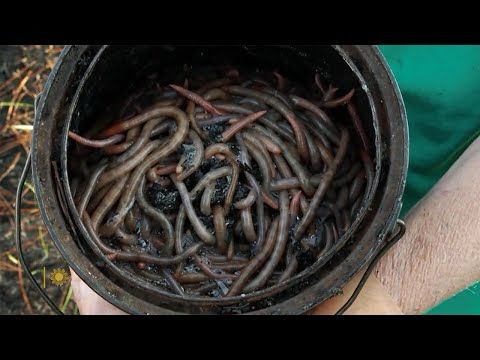 The "magic" of worm grunting