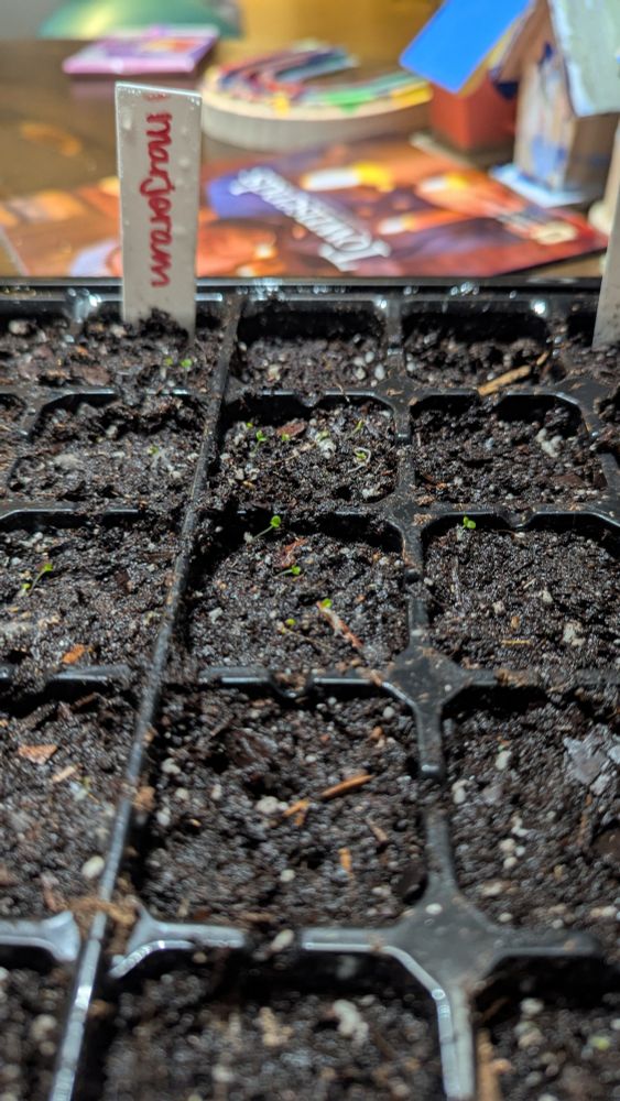 Starter seed cells full of soil and marjoram seedlings