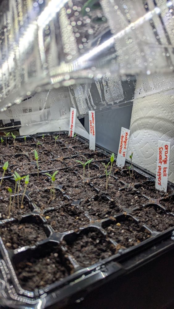 Starter seed cells full of soil and tomato seedlings