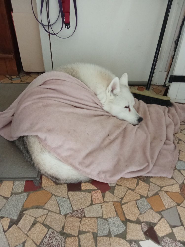 Hela, chienne Husky faisant dodo avec un plaid sur elle