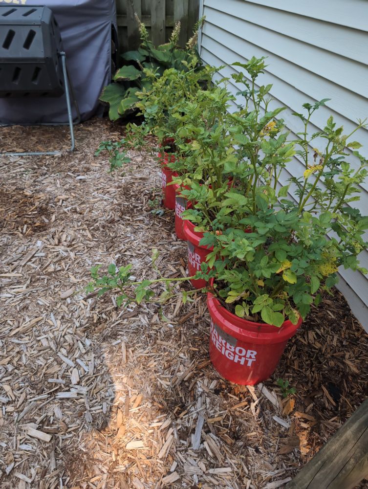 Potatoes planted in 5 gallon buckets. Doing surprisingly well it seems.