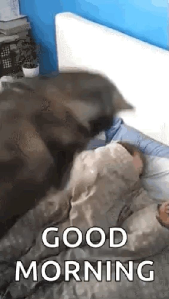 a cat is laying on top of a person on a bed and saying `` good morning '' .