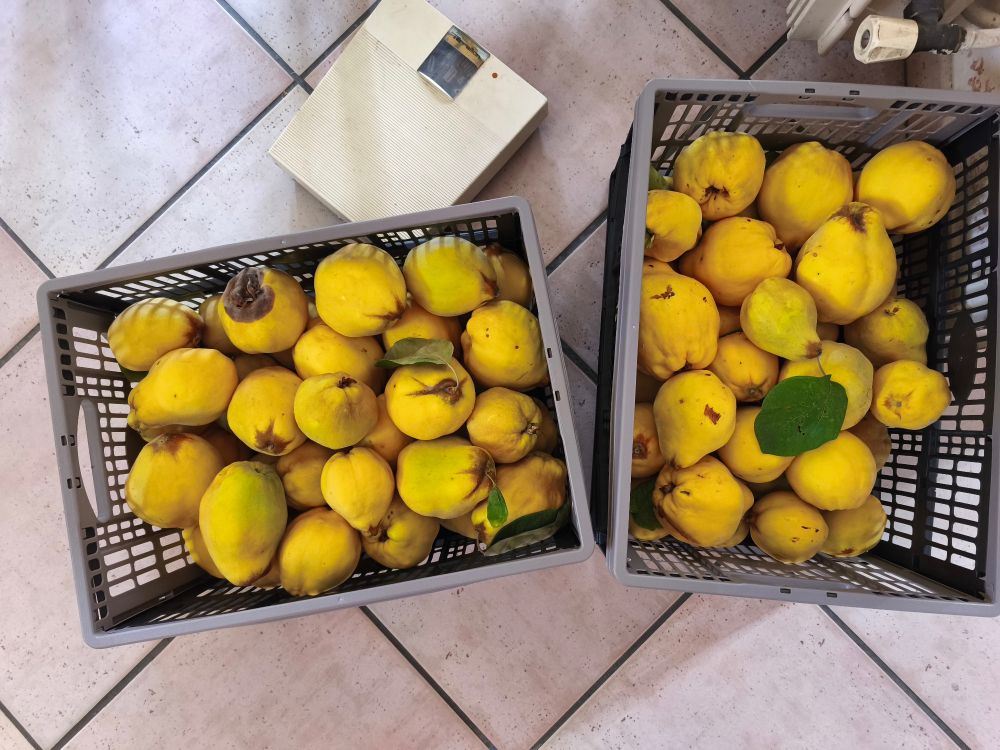 Une balance, deux caisses de coings bine remplies