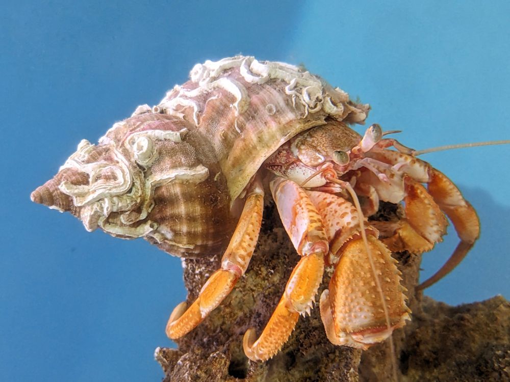A hermit crab in a marine aquarium, housed in a large whelk shell. The shell is very sassily decorated in some kind of tube worm casts I think? I am not a marine biologist as you can probably tell. Anyway, the crab looks like a handsome spiny orange friend in its sassy shell. From the way it's perched on rock and posing majestically, I'd say this crab knows it too. Truly a good crabby pal.