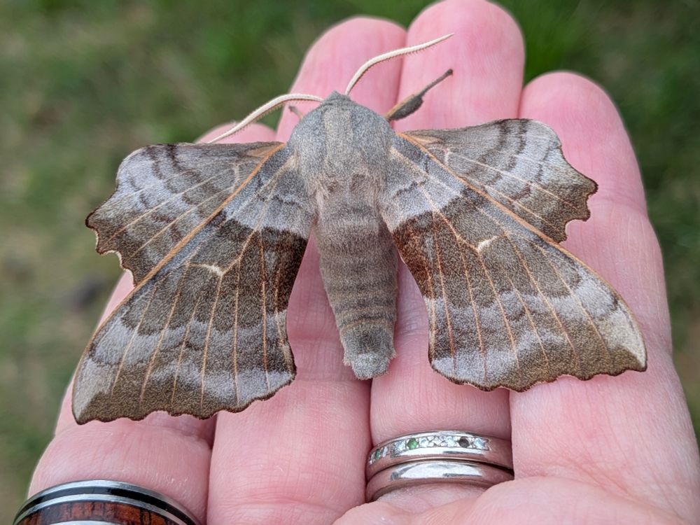 An utterfuckingly magnificent fluffy grey poplar hawkmoth on my hand, in all it's fuzzy glory. It's body is warm and densely furry like a plush toy. It's wings are covered in bands of greys and browns, with lighter veins. Its forewings are large and have crenellated edges. The hindwings are smaller and held in a distinctive position so they protrude forward of the forewings. They are also crenellated or way at the edges. It has fuzzy legs and thick white antennas. Majestic, I tell you. An absolutely regal moth friend.