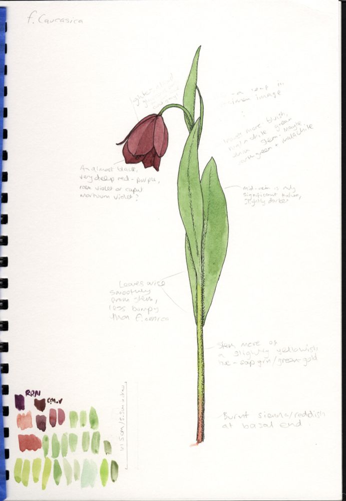 A simplified ink and watercolour sketch of the same fritillary specimen. It's remarkably tidy for a sketch, but there are still scrawled illegible notes and patches of colour about the place.